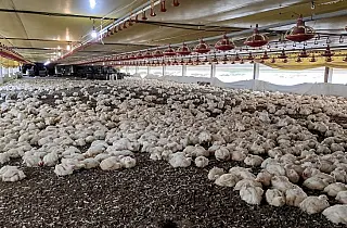 FCO Aprova R$ 138,9 Milhões para Novos Empreendimentos em MS, Destacando Avicultura