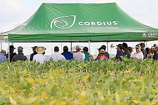 Coamo de Sidrolândia apresenta novos produtos e novas tecnologias em dia de campo