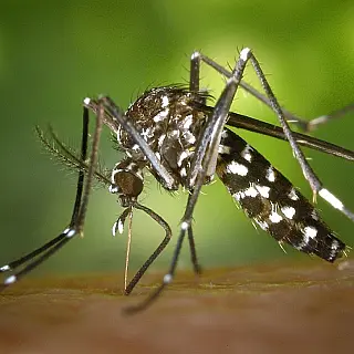 Três Fronteiras lança projeto "Xô Dengue  Missão Reciclar"