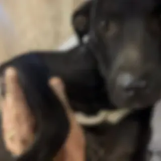 Homem é investigado por maus-tratos a cachorro em Aparecida do Taboado