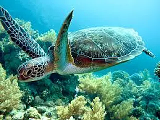 O Dia Mundial da Tartaruga é comemorado anualmente em 23 de maio