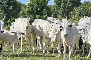 Novo sistema de cadastramento para o Programa Precoce MS já está em vigor
