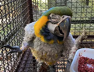 No MS, quem maltratar animais pode pagar até R$ 8,1 mil