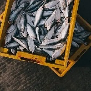 Exportação de pescado do MS estimula competitividade