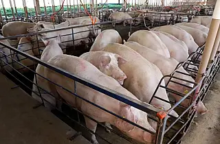 MS consolida suinocultura com crescimento de 50% e incentivos