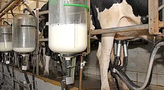 Plano para aumentar produção leiteira no estado será lançado durante a Expogrande
