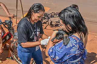 Selvíria vacina mais de 1,5 mil animais contra a raiva durante campanha