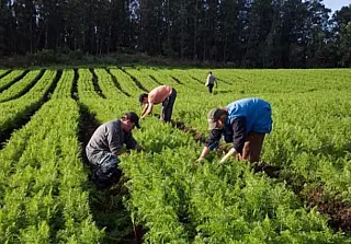 Produtores do Vale do Ivinhema e da Grande Dourados podem obter descontos no Pronaf