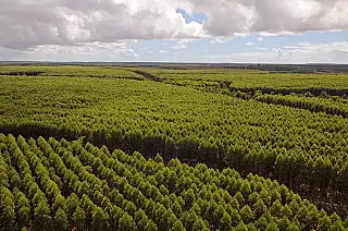 MPMS investiga impactos do cultivo de eucalipto em Selvíria e região leste de MS
