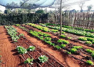 Hortas indígenas ampliam produção de alimentos em nove aldeias