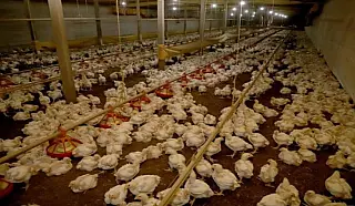 Avicultura de MS produz 4,65 milhões de toneladas carne