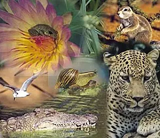 Dia Internacional da Diversidade Biológica destaca a importância da natureza com o slogan "Somos par