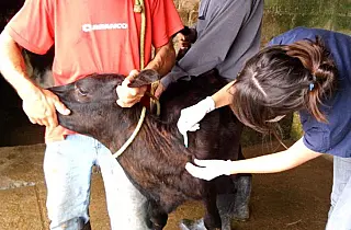 Iagro mantém calendário estadual para vacinação contra brucelose em MS