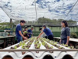 Escola transforma água de ar-condicionado em alfaces sustentáveis