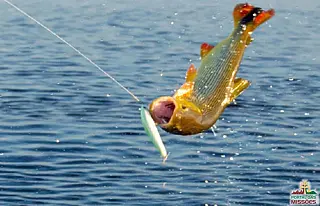 Último mês de pesca esportiva tem feriado prolongado e operação da PMA