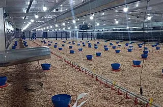 Incentivo a avicultura de MS garante mais de R$ 35 milhões aos produtores