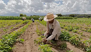 Dia do Trabalhador Rural 
25 de Maio