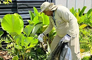 Estudo aponta queda de 63% da dengue com uso da Wolbachia em Campo Grande