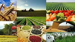 Agronegócio: Crédito rural recua 53% em Mato Grosso do Sul.
