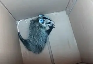 Mais um gambá é capturado na área urbana de Nova Andradina