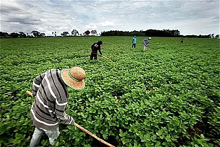 Dia de muitas comemorações, 23 de junho é marcado pela homenagem ao homem do campo.