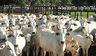 Produtores rurais de MS têm até 2 de junho para declarar rebanhos, alerta Iagro