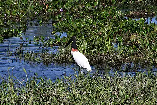 Lei sancionada pelo governador define 12 de novembro como Dia do Pantanal