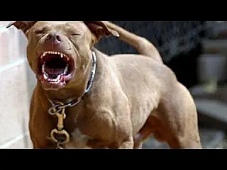 Pitbull ataca trabalhadores de obra e mata filhote em Chapadão do Sul