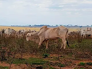 Fiscalização flagra fazenda com 737 bois em situação degradante