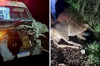 Ambulância UTI de Ivinhema colide com bovino e tem frente destruída na MS-276