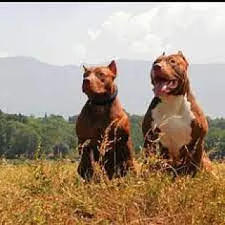Ladrões furtam dois cachorros da raça pitbull em Sidrolândia