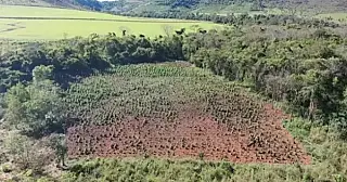 Plantação de maconha com aparato moderno de cultivo é encontrada na fronteira