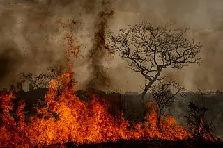 Pantanal registra menor área queimada da história desde 1985