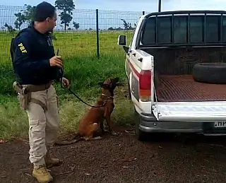 PRF apreende 295,7 Kg de maconha em Sidrolândia