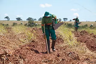 Eldorado Brasil está com mais de 50 vagas de emprego para ajudante florestal em Selvíria e Inocência