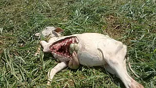 Onça-parda ataca e mata bezerro em propriedade rural de Ivinhema