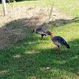 Pássaro ferido é visto no centro de Cassilândia com linha presa à pata