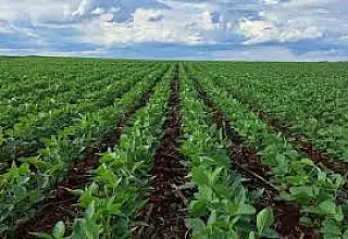 Produtores de MS têm até 10 de janeiro para declarar área plantada de soja da safra 2024/2025