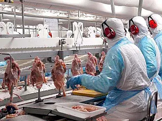 Exportação em frigorífico da JBS de Sidrolândia é suspensa por detecção de salmonela