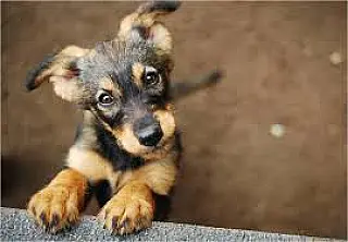 O Dia do Cachorro ou Dia dos Cães é comemorado em 4 de outubro