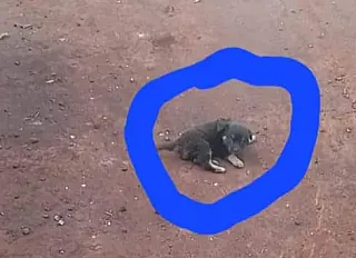 Animal desaparecido