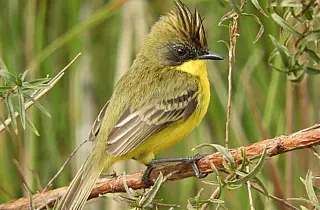 Parque Estadual das Várzeas do Rio Ivinhema lidera ranking nacional de listas de aves