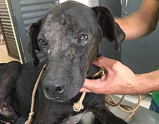 Batayporã - PMA autua moradora de Nova Andradina por maus-tratos contra cachorro