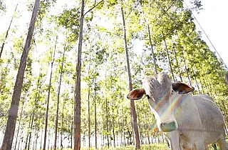 MS se consolida como referência nacional em agropecuária sustentável