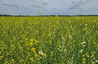 MS isenta carinata, chia e mais quatro produtos agrícolas de ICMS