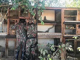 Policiais flagram  homem  com 17 aves silvestres em Apdª do Tabuado