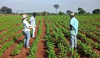 Aldeias indígenas de MS receberão 137 toneladas de sementes