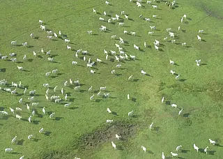 Lei prevê embargo de fazenda que desmatar em MS