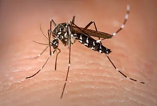 Mais de 90 casos de dengue são confirmados em uma semana