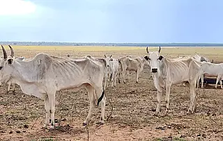 Fazendeiro é investigado por maus-tratos após 457 bois serem encontrados com fome em Cassilândia